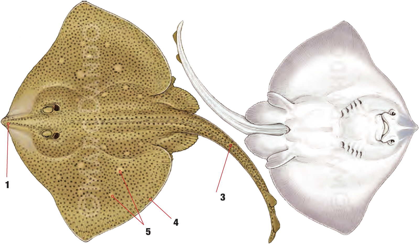Illustration of the Blonde Ray with numbered arrows marking each identifying feature