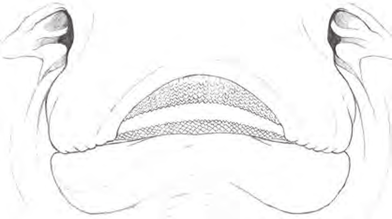 Line drawings of Blonde Ray teeth