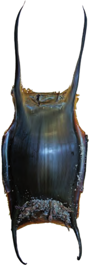 Illustration of the Blonde Ray eggcase