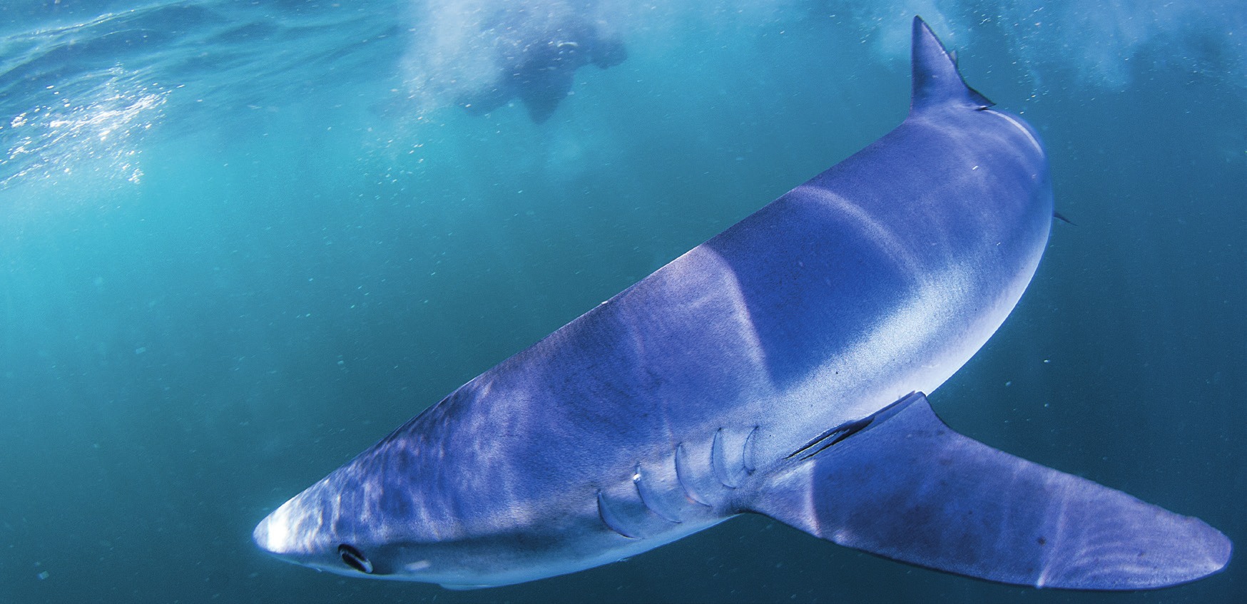 Photograph of the Blue Shark