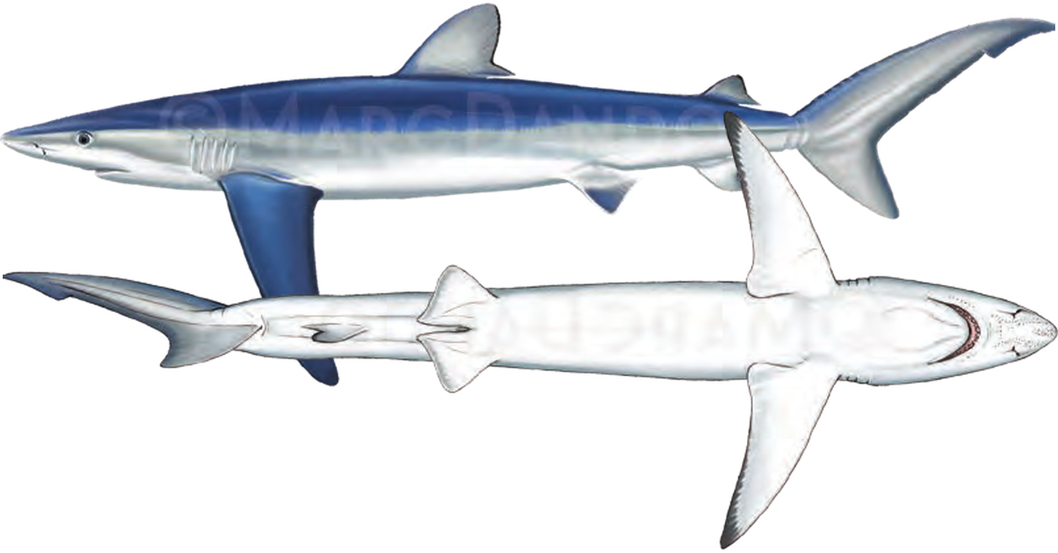 Illustration of the Blue Shark