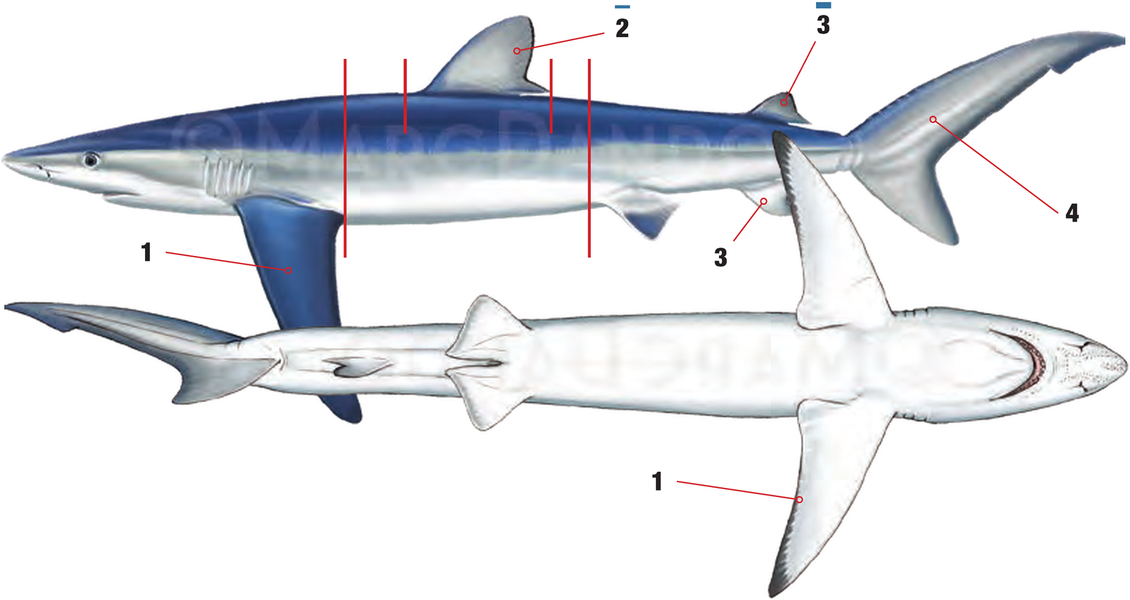 Illustration of the Blue Shark with numbered arrows marking each identifying feature