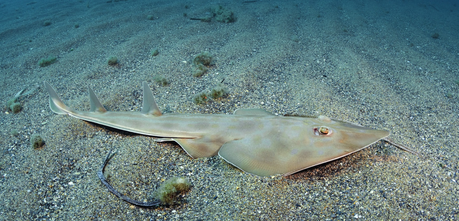 Photograph of the Common Guitarfish