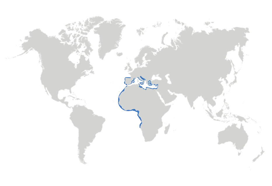 Map of the known distribution of the Common Guitarfish