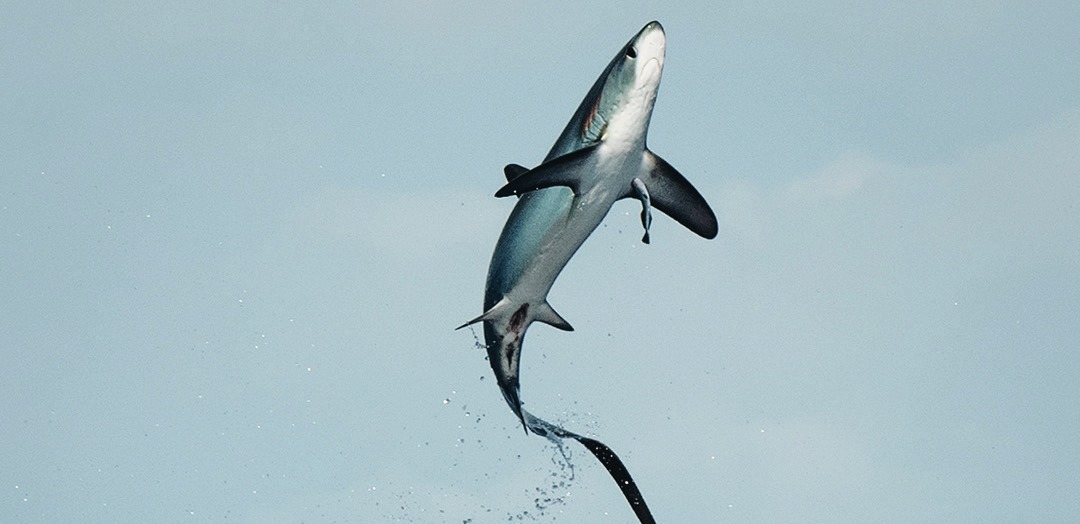 Photograph of the Common Thresher Shark