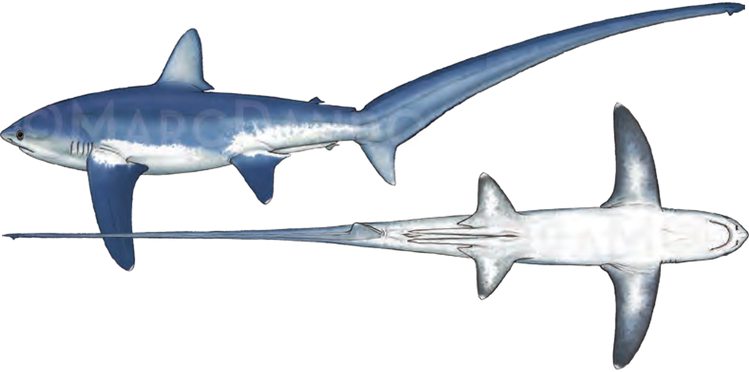 Illustration of the Common Thresher Shark