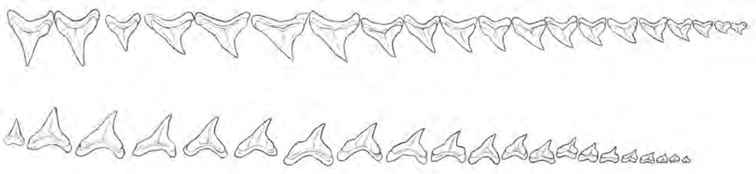 Line drawings of Common Thresher Shark teeth