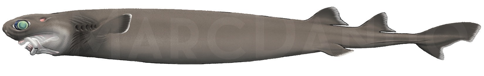 Photograph of the Cookie-Cutter Shark