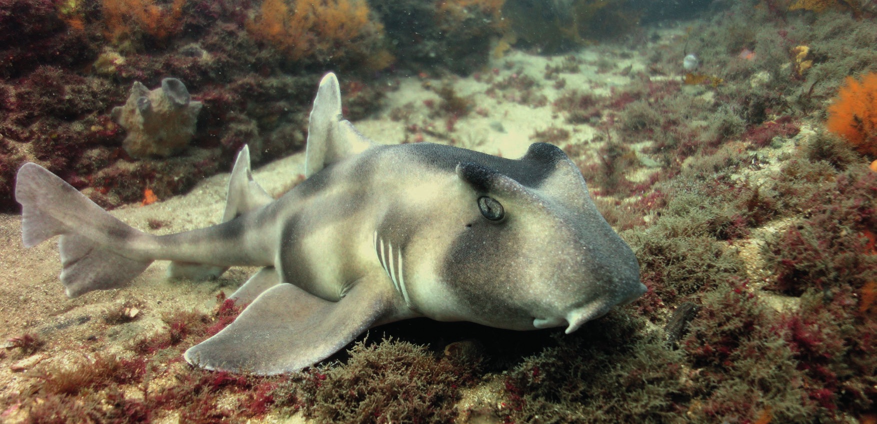 Photograph of the Crested Horn Shark