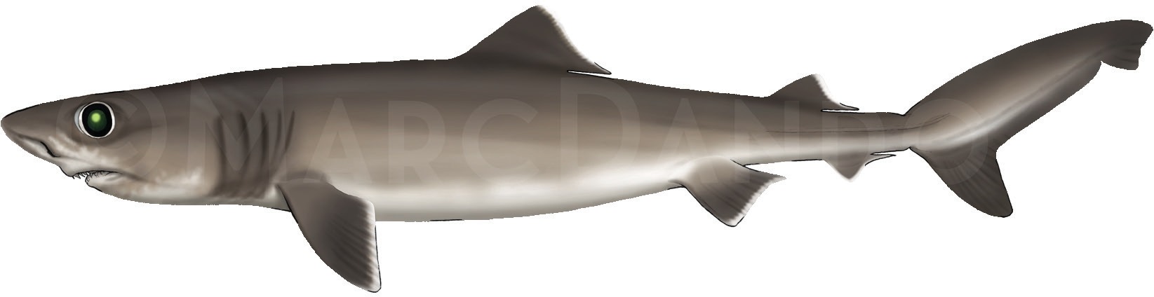 Photograph of the Crocodile Shark