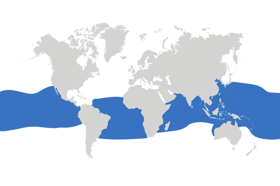 Map of the known distribution of the Crocodile Shark