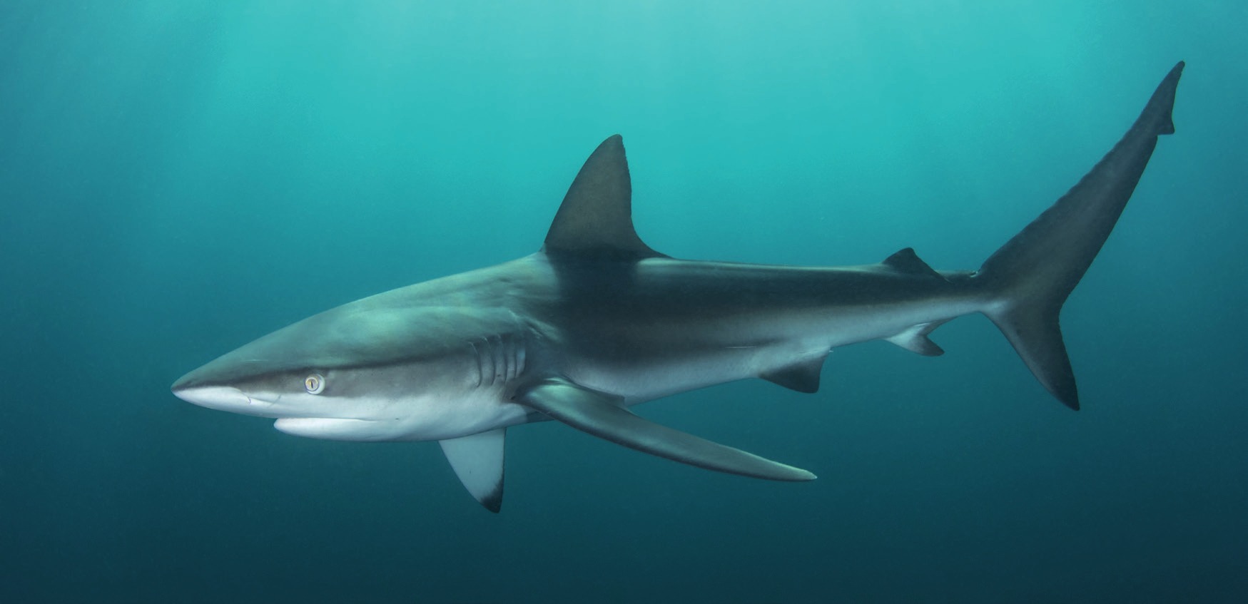 Photograph of the Dusky Shark