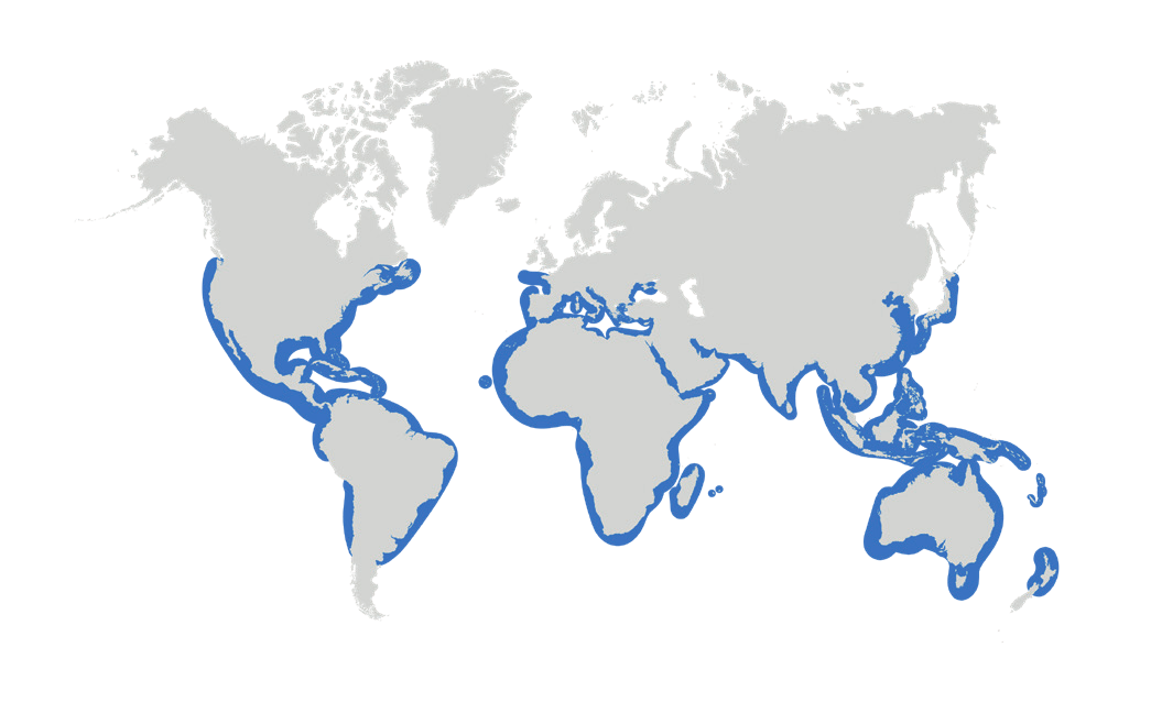 Map of the known distribution of the Dusky Shark