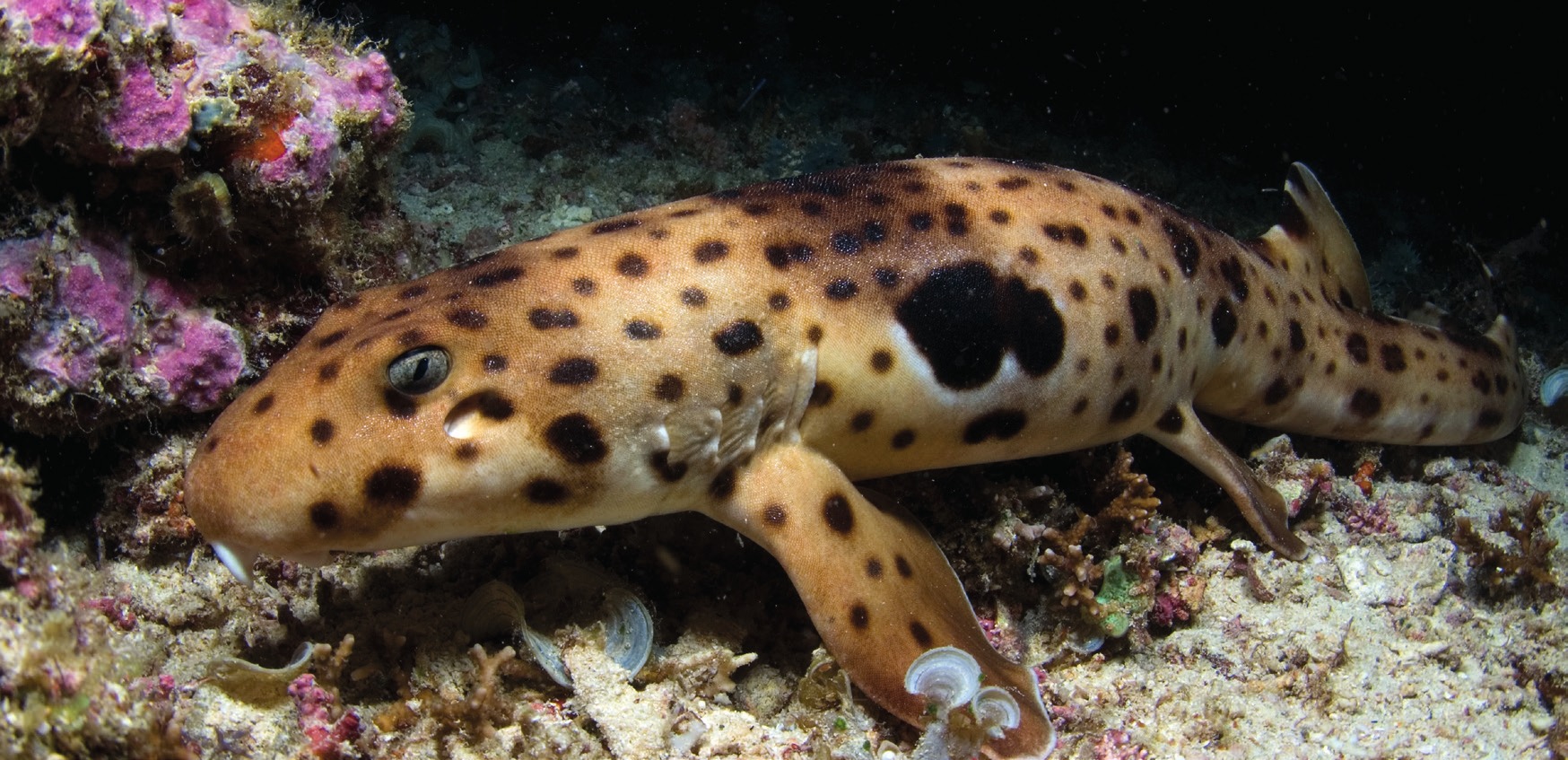 Photograph of the Epaulette Shark