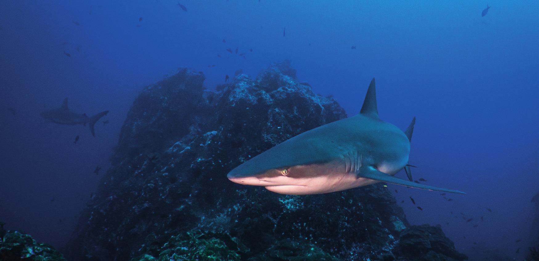 Photograph of the Galapagos Shark
