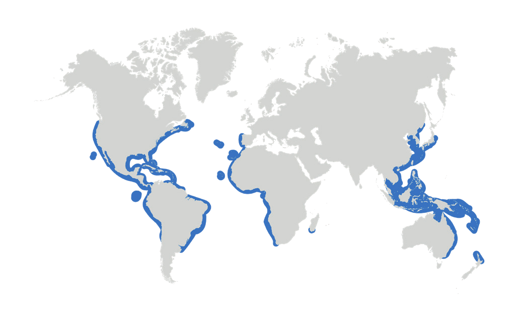 Map of the known distribution of the Galapagos Shark