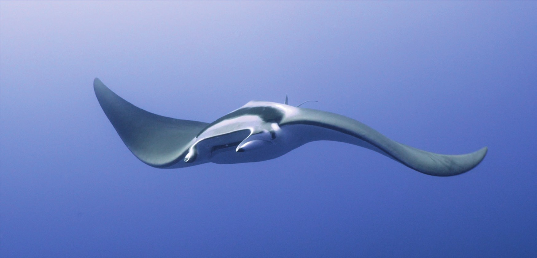 Photograph of the Giant Devil Ray