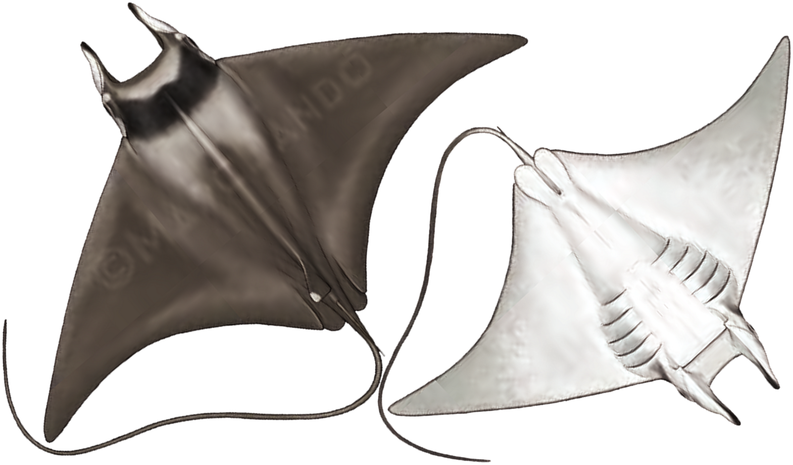 Illustration of the Giant Devil Ray