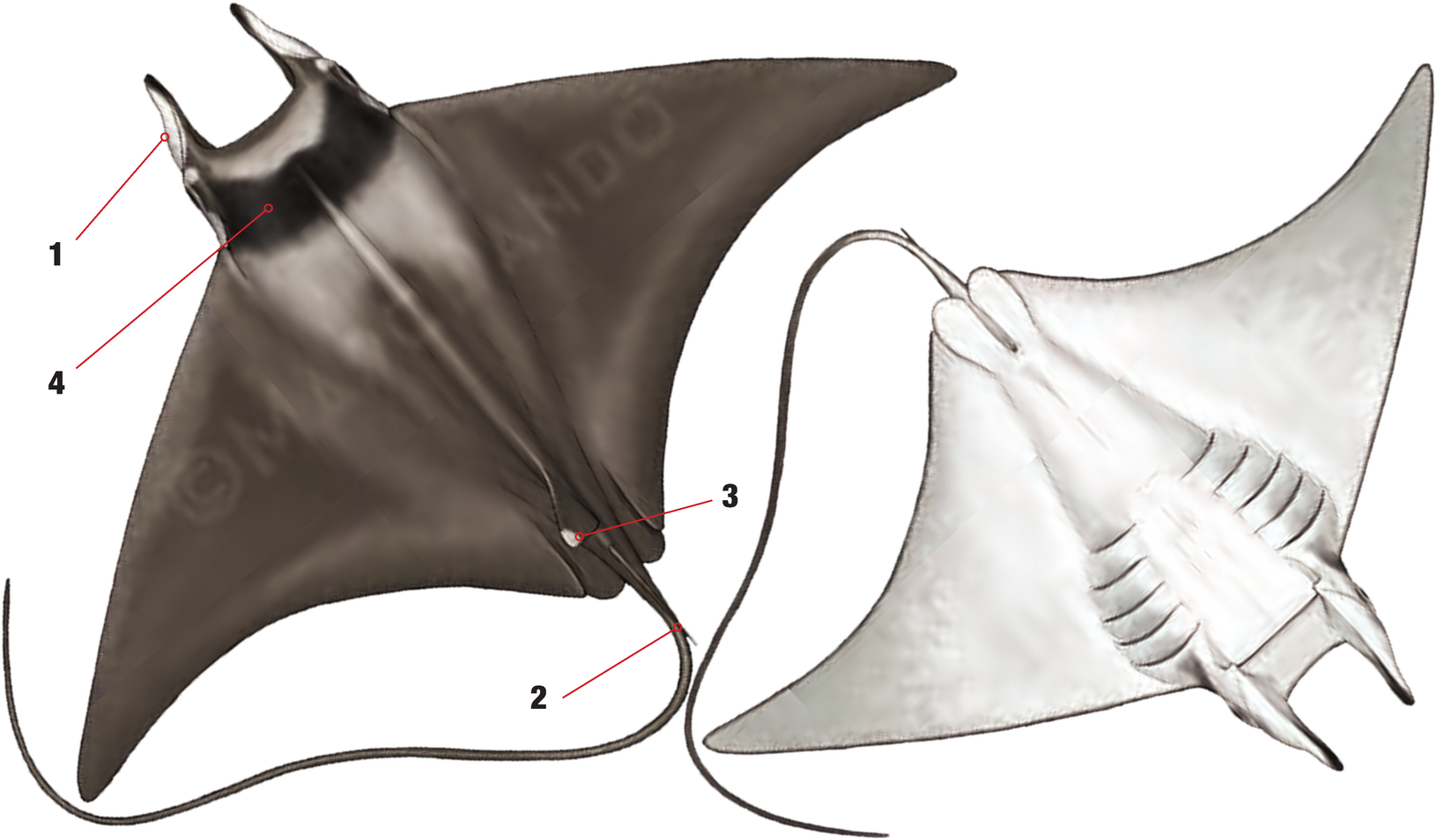 Illustration of the Giant Devil Ray with numbered arrows marking each identifying feature