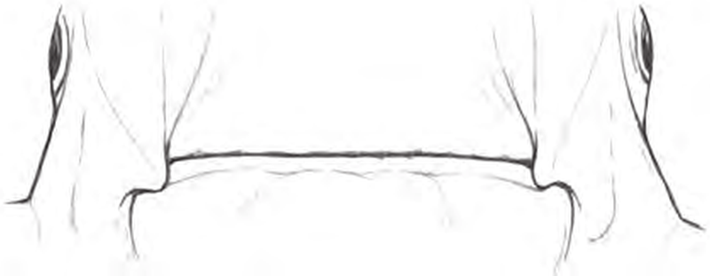 Line drawings of Giant Devil Ray teeth