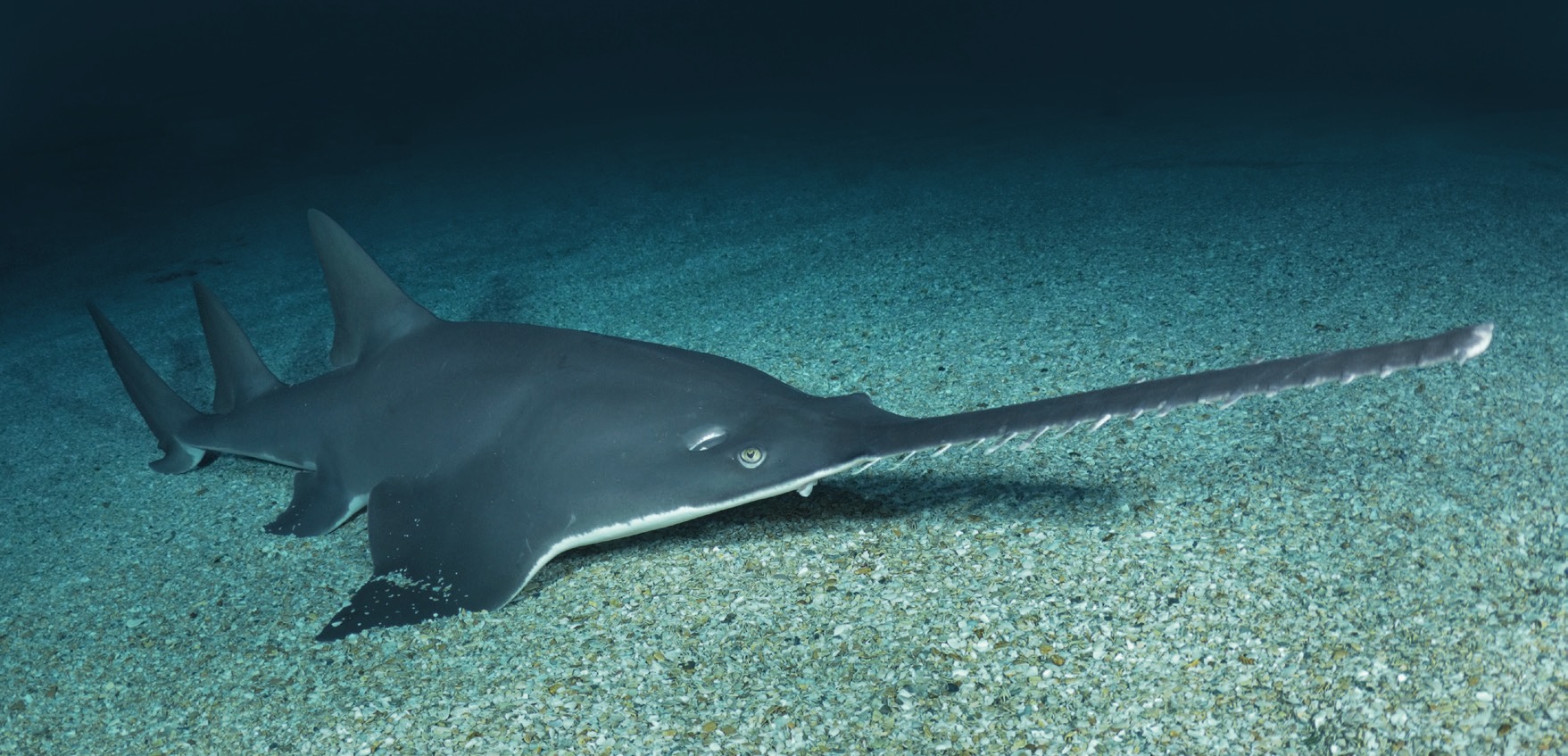 Photograph of the Largetooth Sawfish