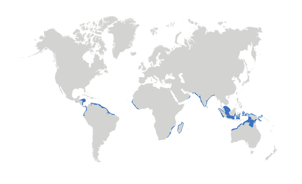 Map of the known distribution of the Largetooth Sawfish