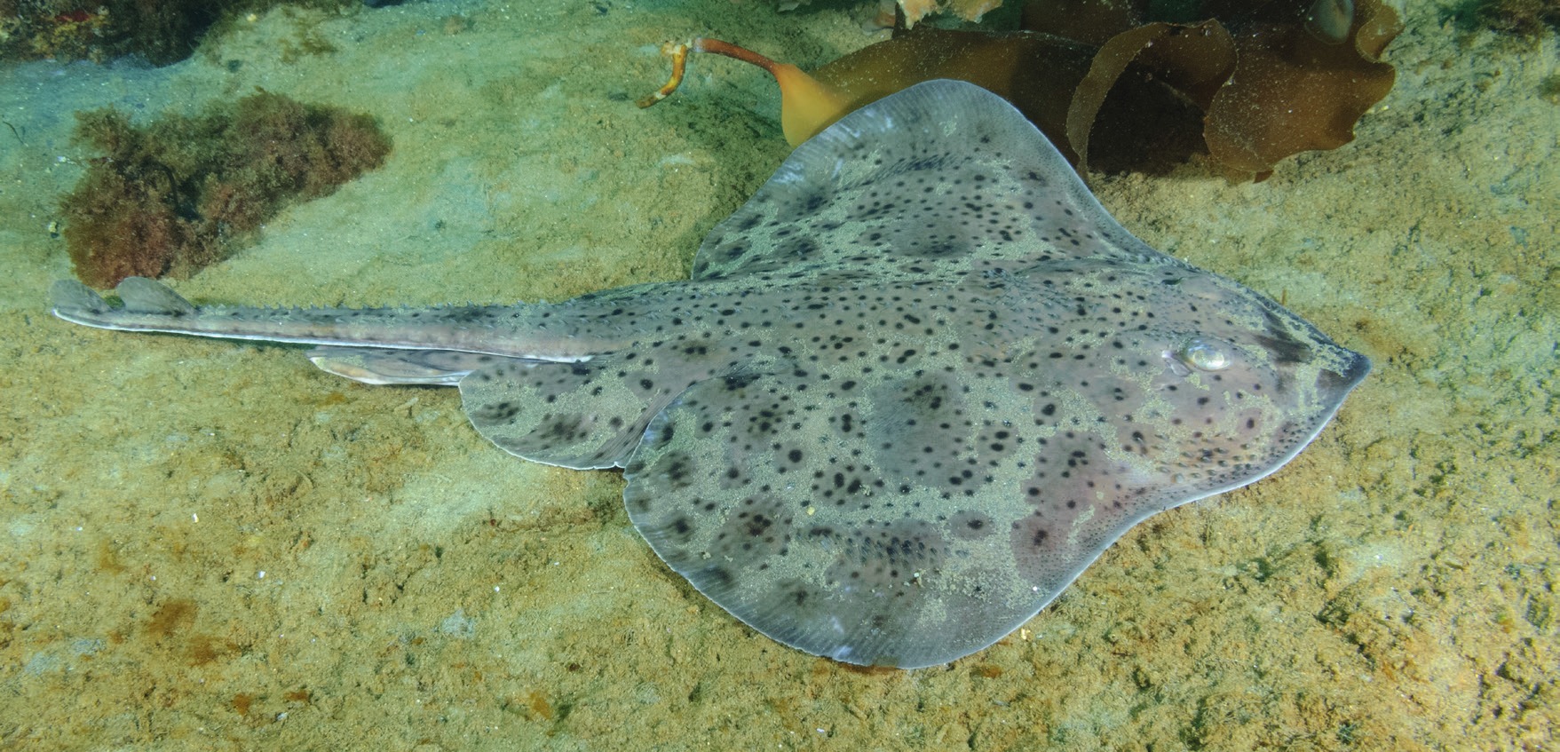 Photograph of the Little Skate