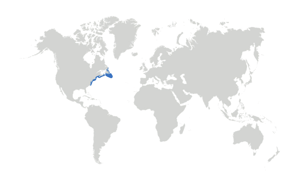 Map of the known distribution of the Little Skate