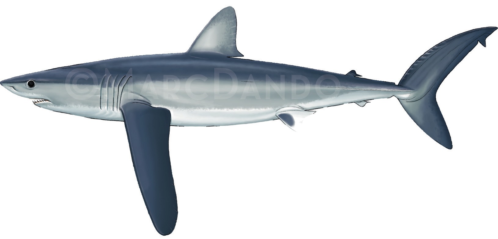Photograph of the Longfin Mako Shark