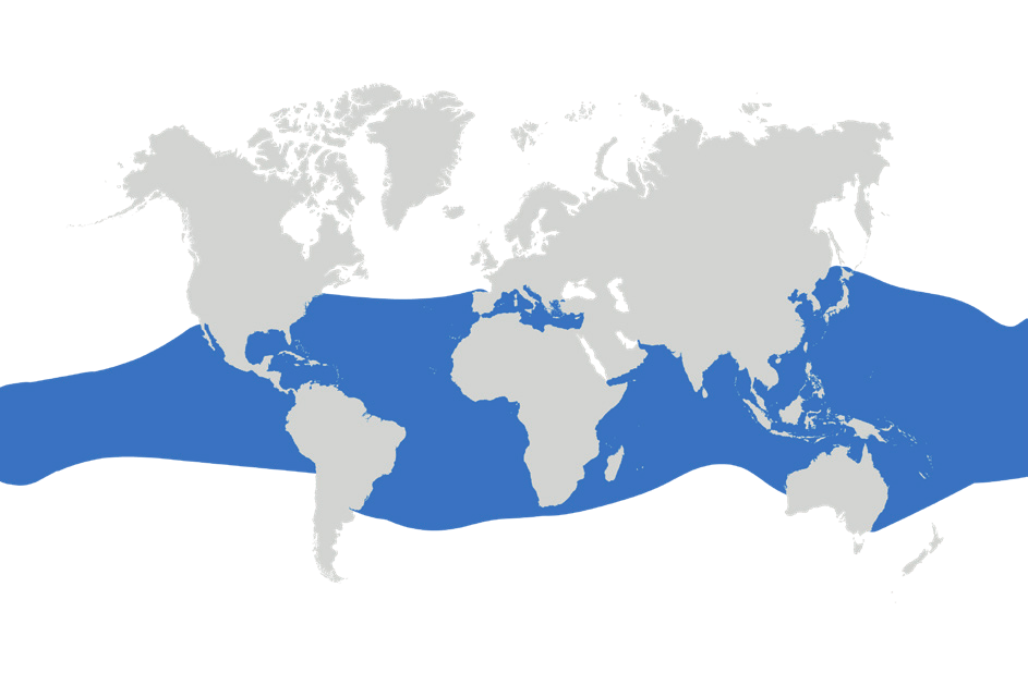Map of the known distribution of the Longfin Mako Shark