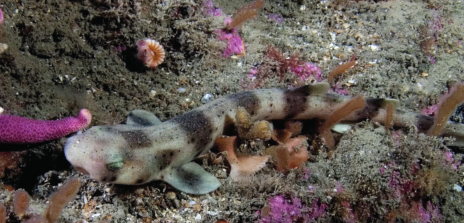 Photograph of the Nursehound