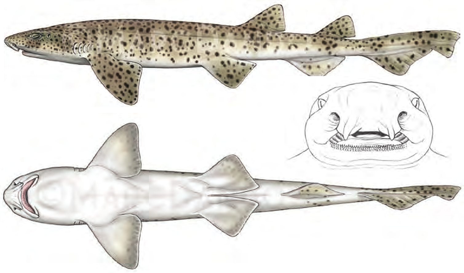 Illustration of the Nursehound