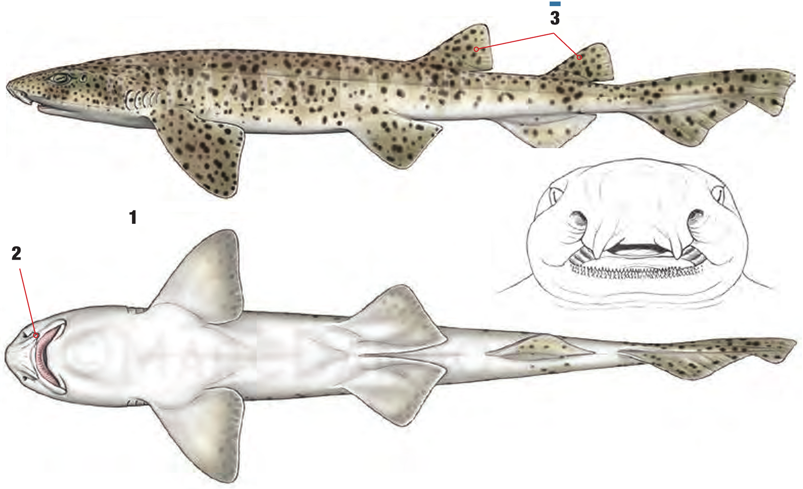 Illustration of the Nursehound with numbered arrows marking each identifying feature