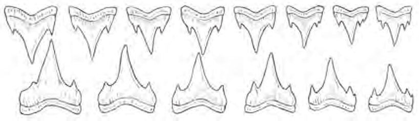 Line drawings of Nursehound teeth