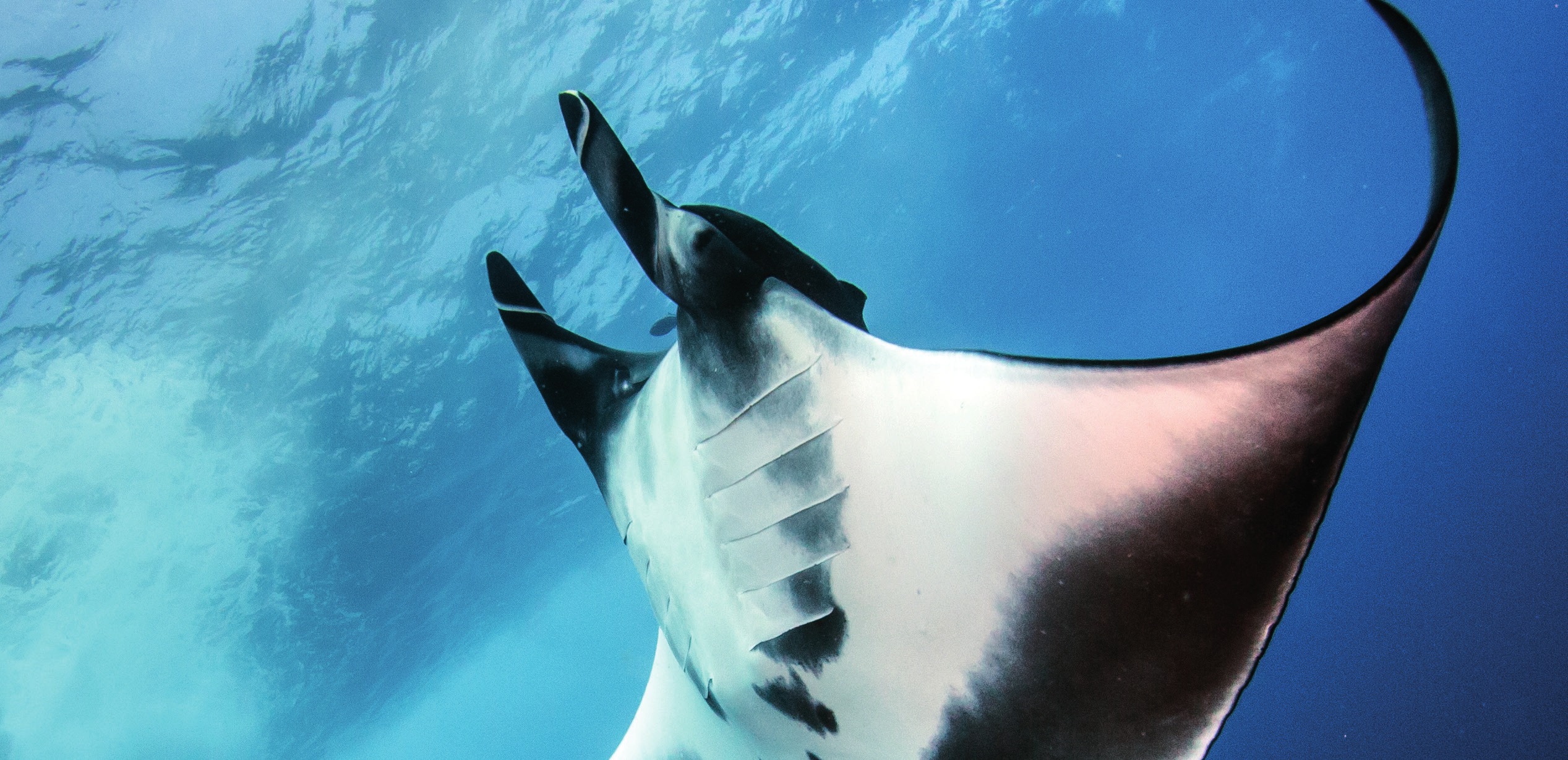 Photograph of the Oceanic Manta Ray