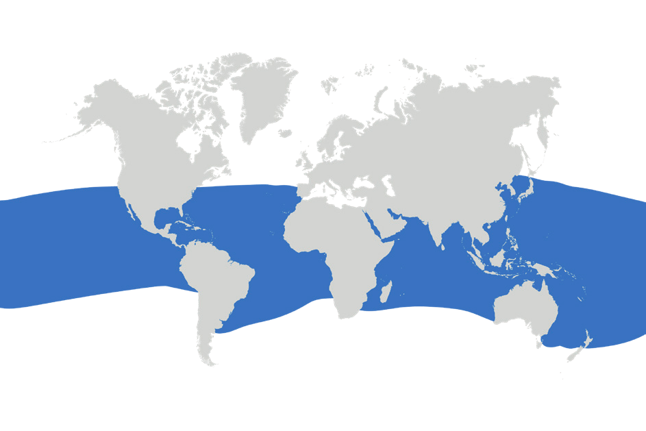 Map of the known distribution of the Oceanic Manta Ray