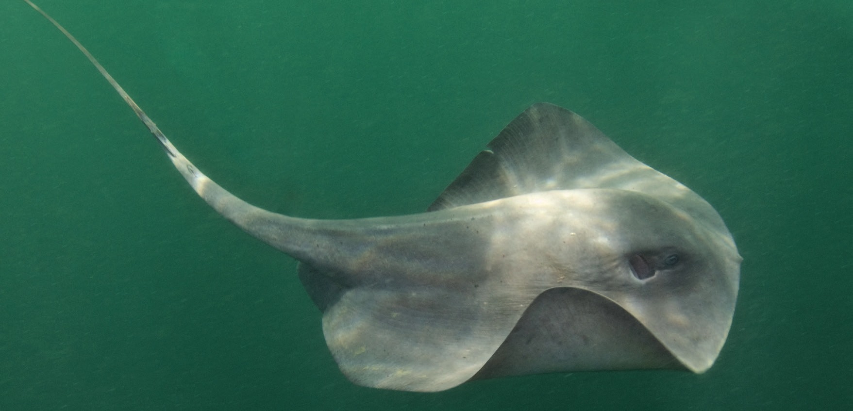 Photograph of the Pelagic Stingray