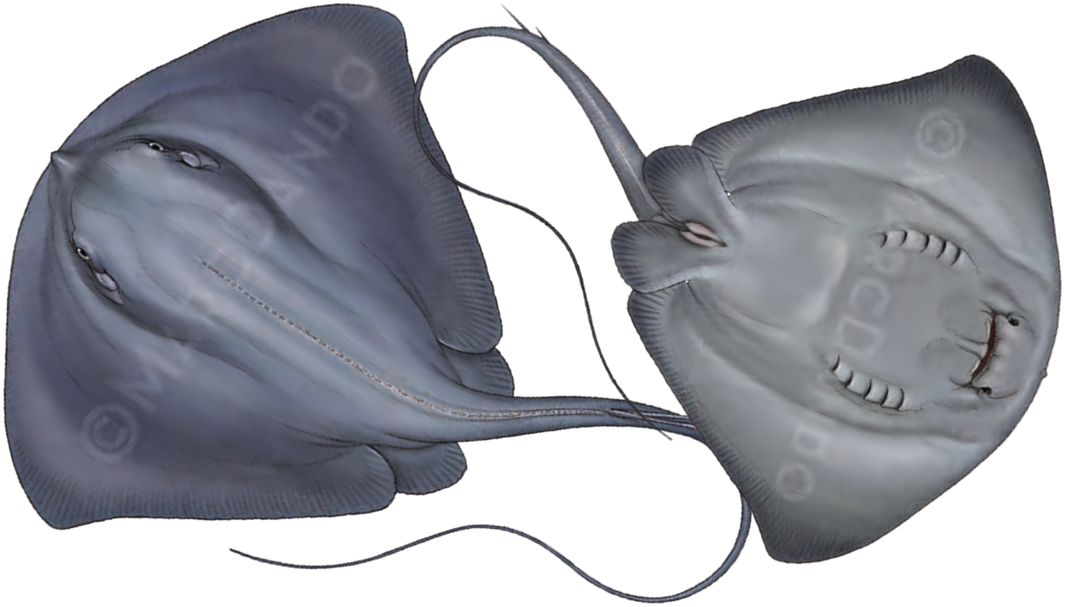 Illustration of the Pelagic Stingray