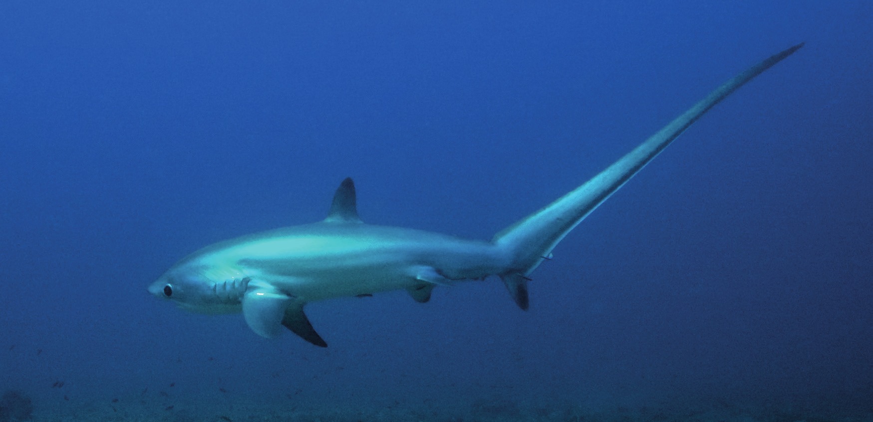 Photograph of the Pelagic Thresher