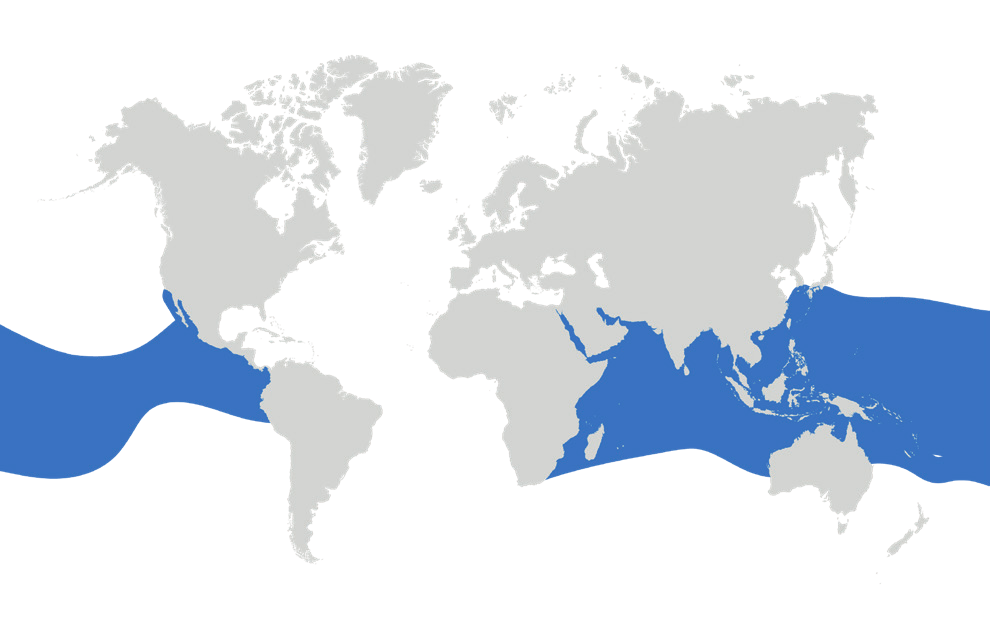 Map of the known distribution of the Pelagic Thresher