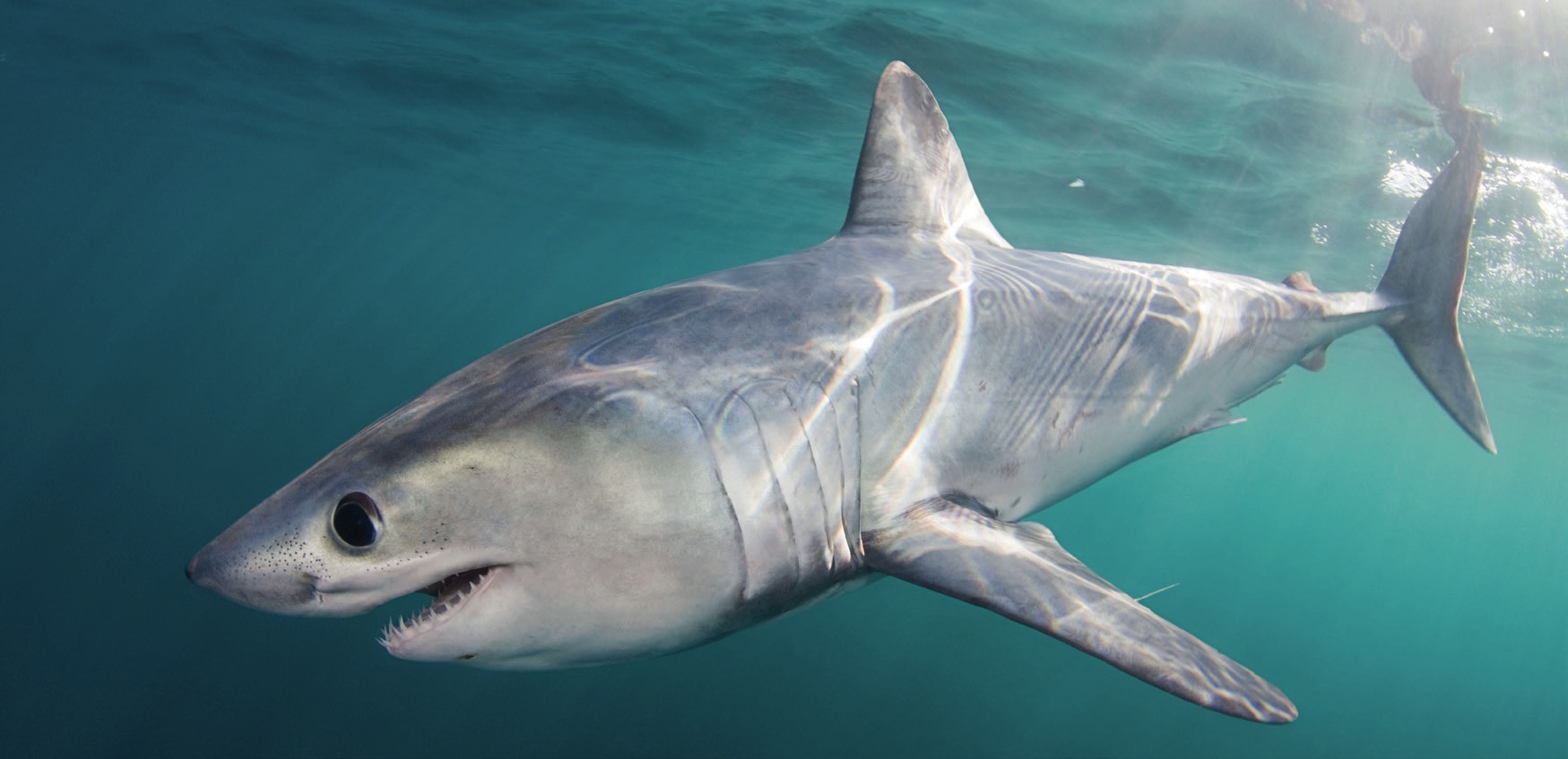 Photograph of the Porbeagle