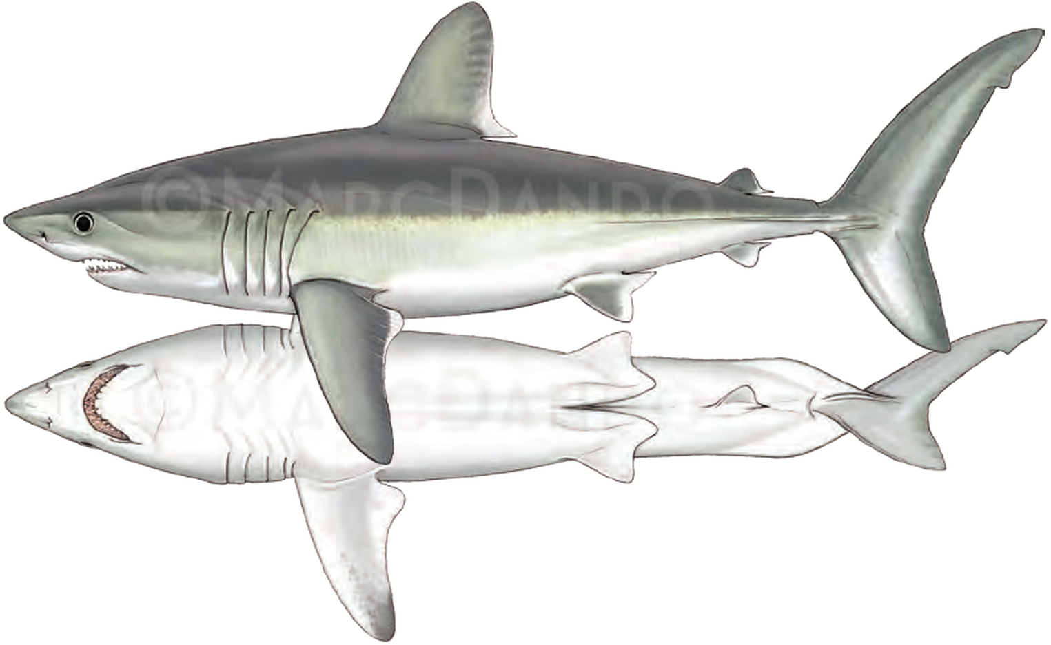 Illustration of the Porbeagle
