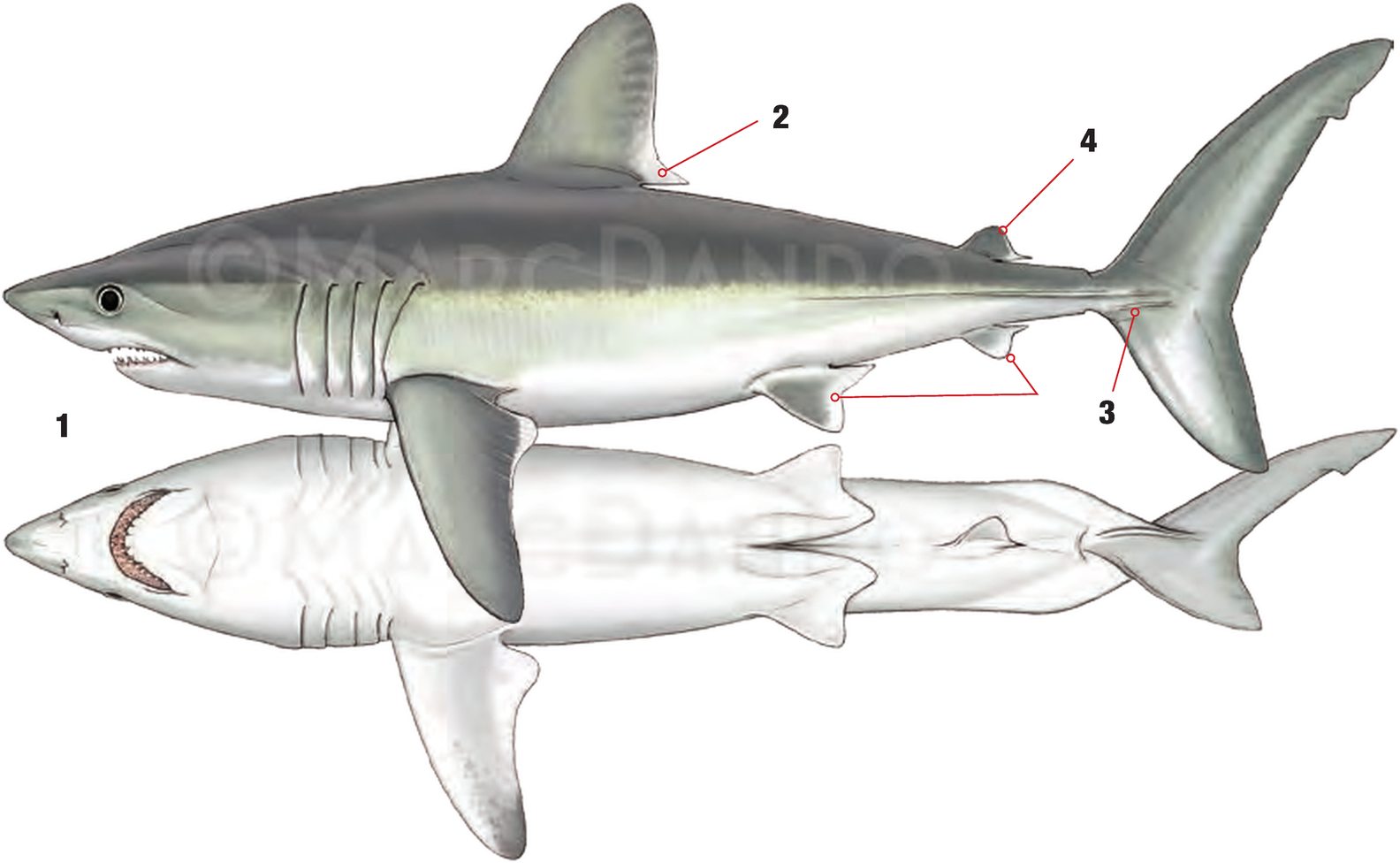 Illustration of the Porbeagle with numbered arrows marking each identifying feature