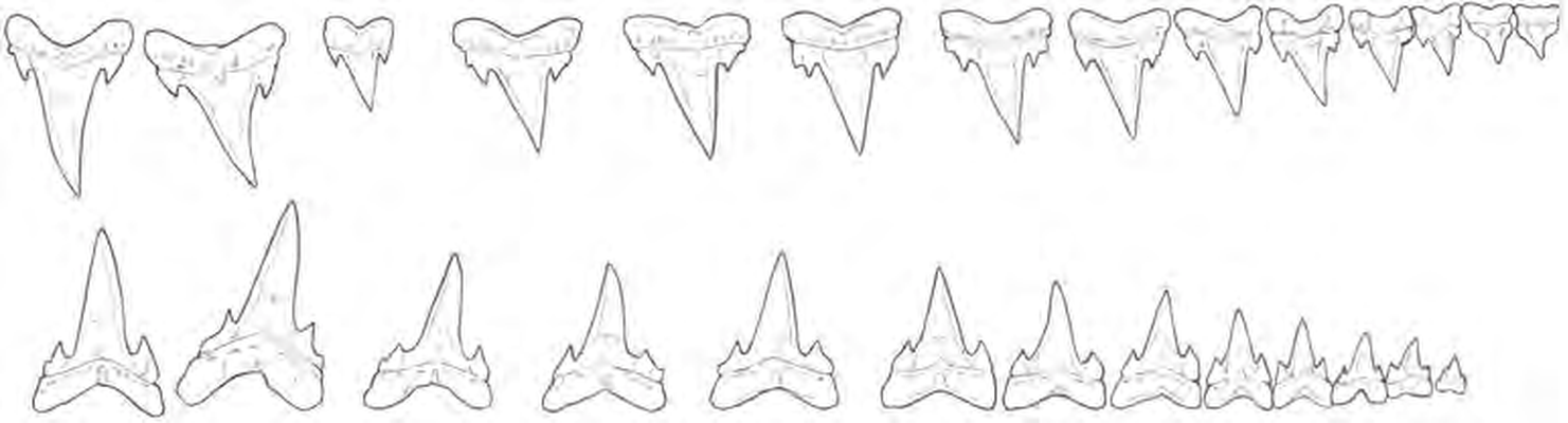 Line drawings of Porbeagle teeth
