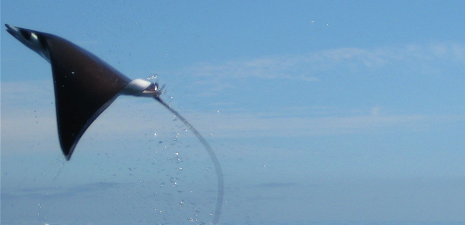 Photograph of the Pygmy Devil Ray
