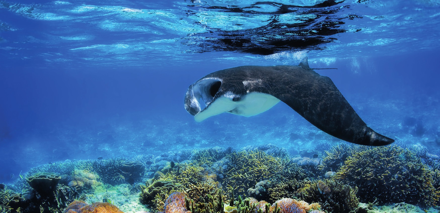Photograph of the Reef Manta Ray