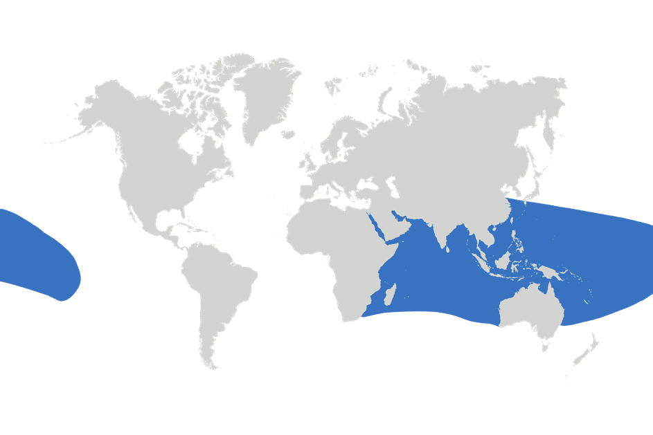 Map of the known distribution of the Reef Manta Ray