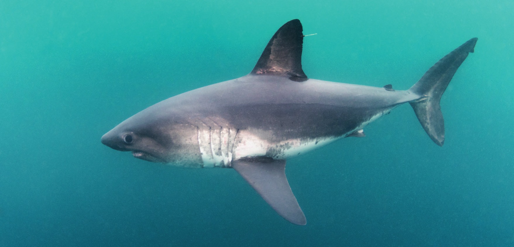 Photograph of the Salmon Shark