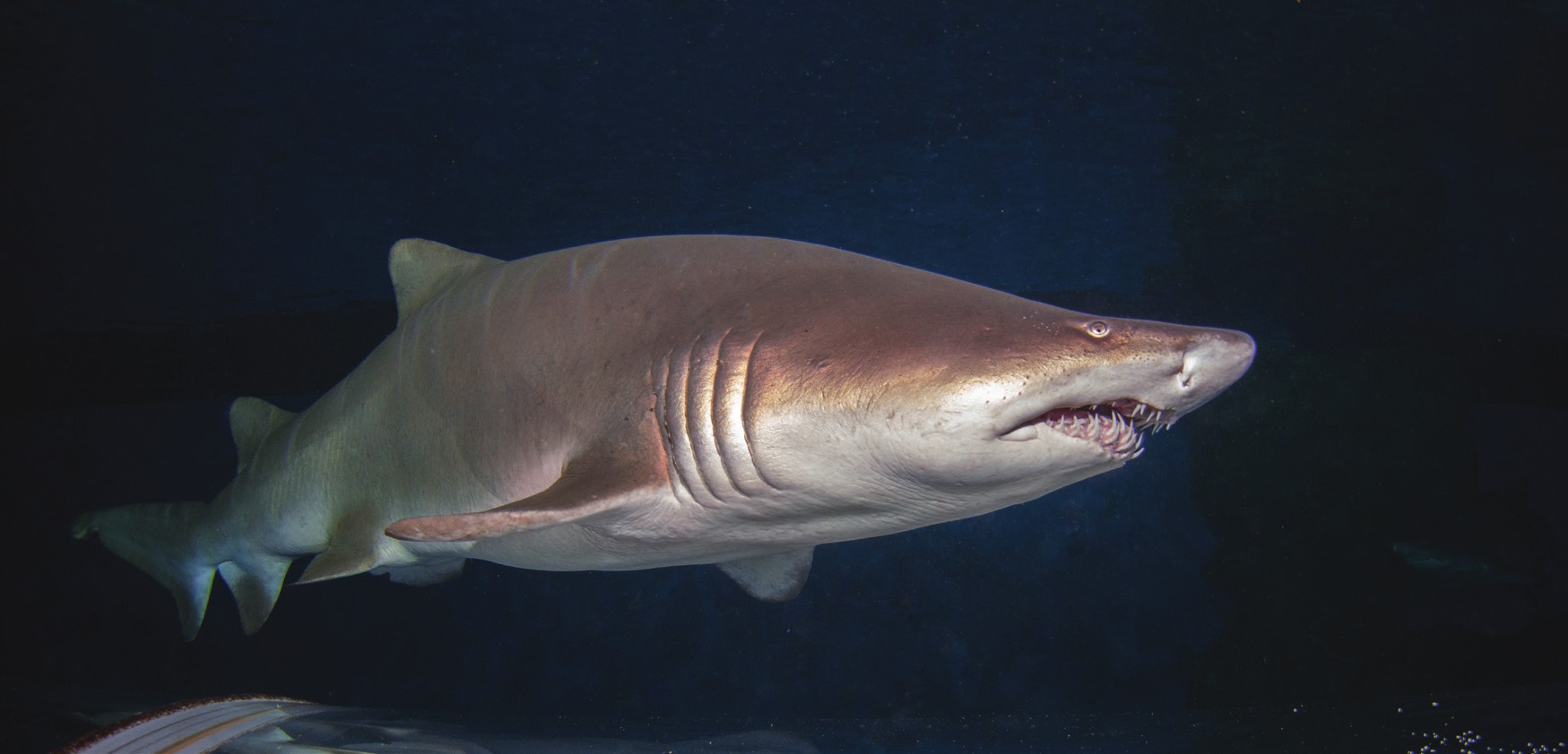 Photograph of the Sand Tiger Shark