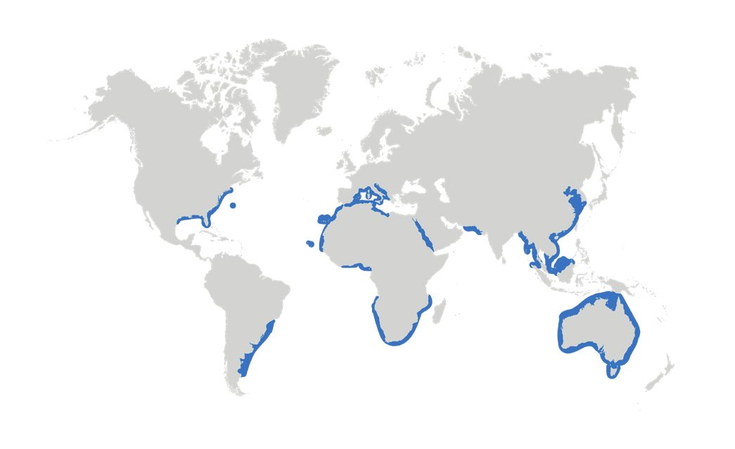 Map of the known distribution of the Sand Tiger Shark